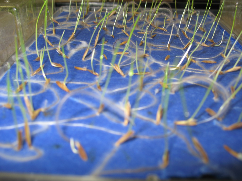 BromegrassGermination2 Seed Check